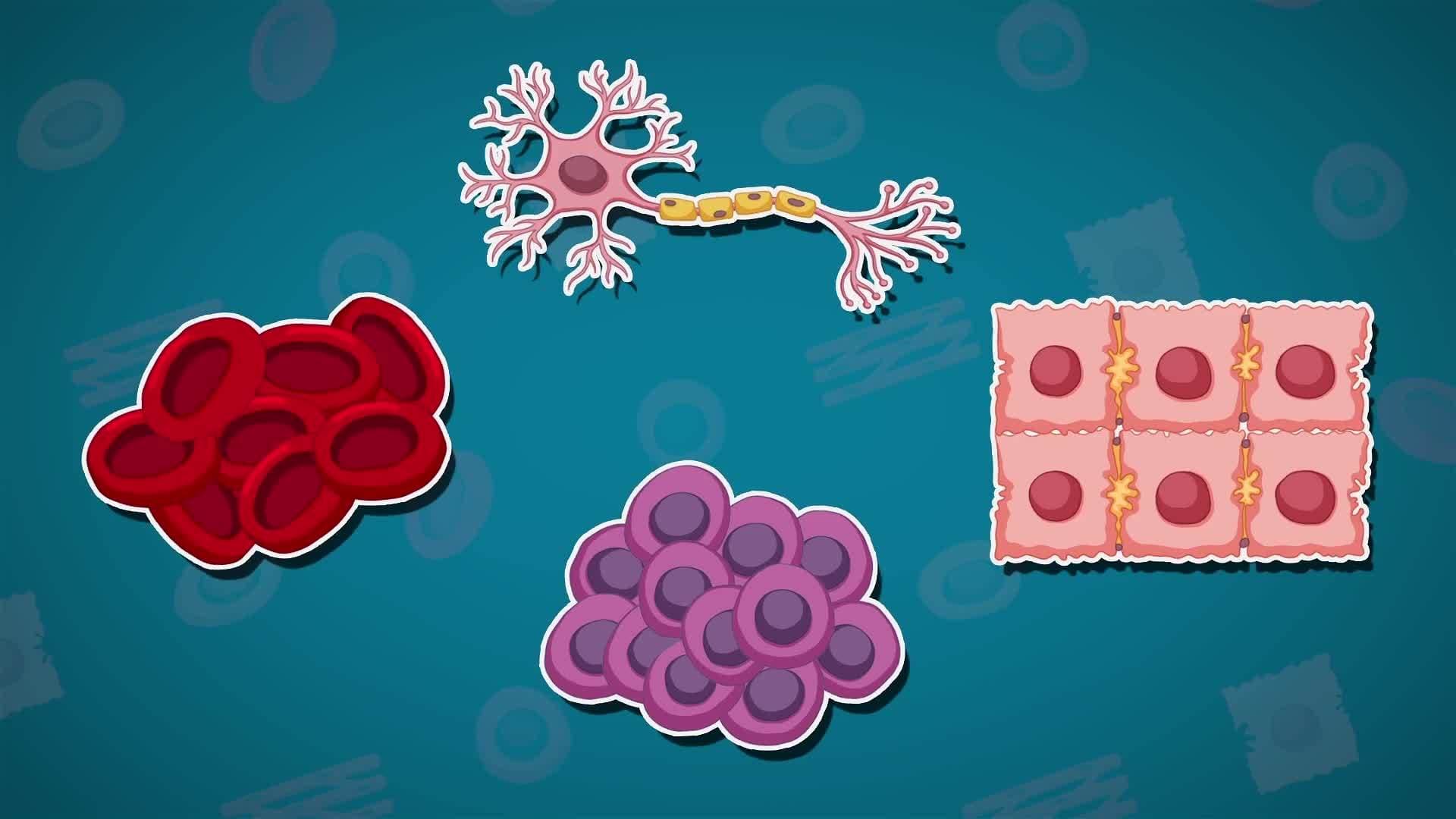 I WONDER - How Small Are Cells?