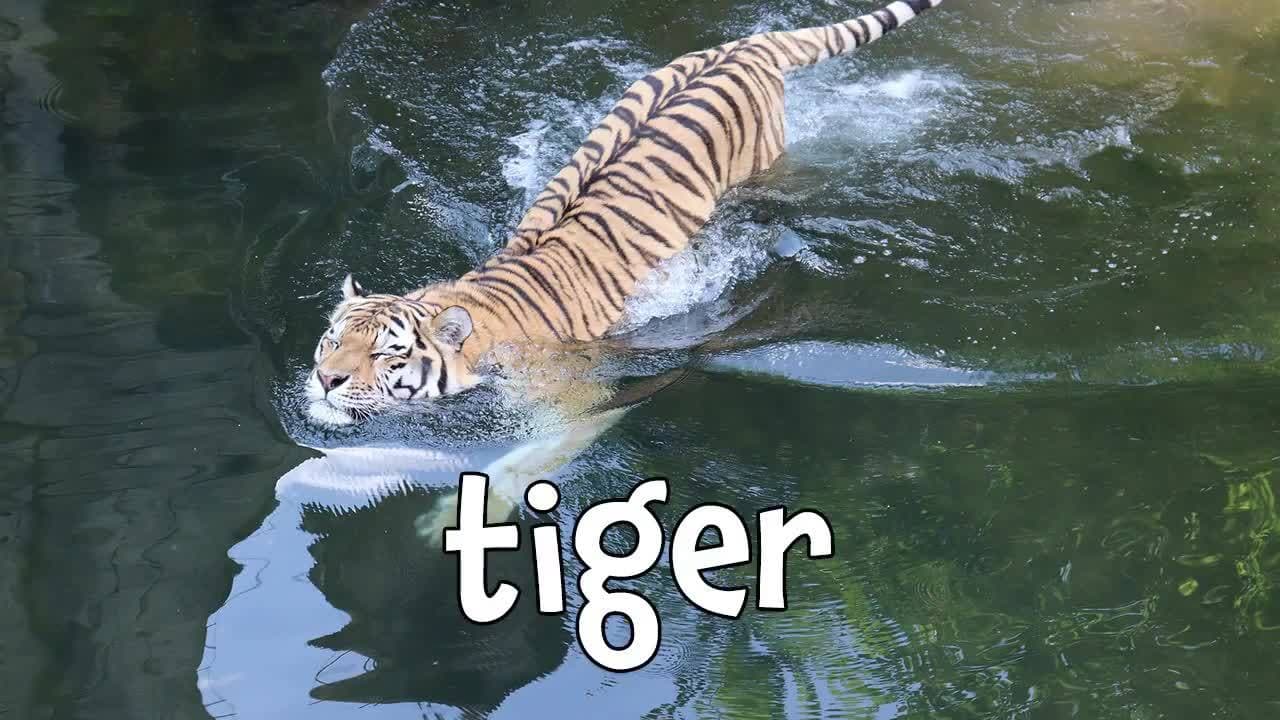 Animals That Swim! Learning Names of Animals Who Can Swim for Kids