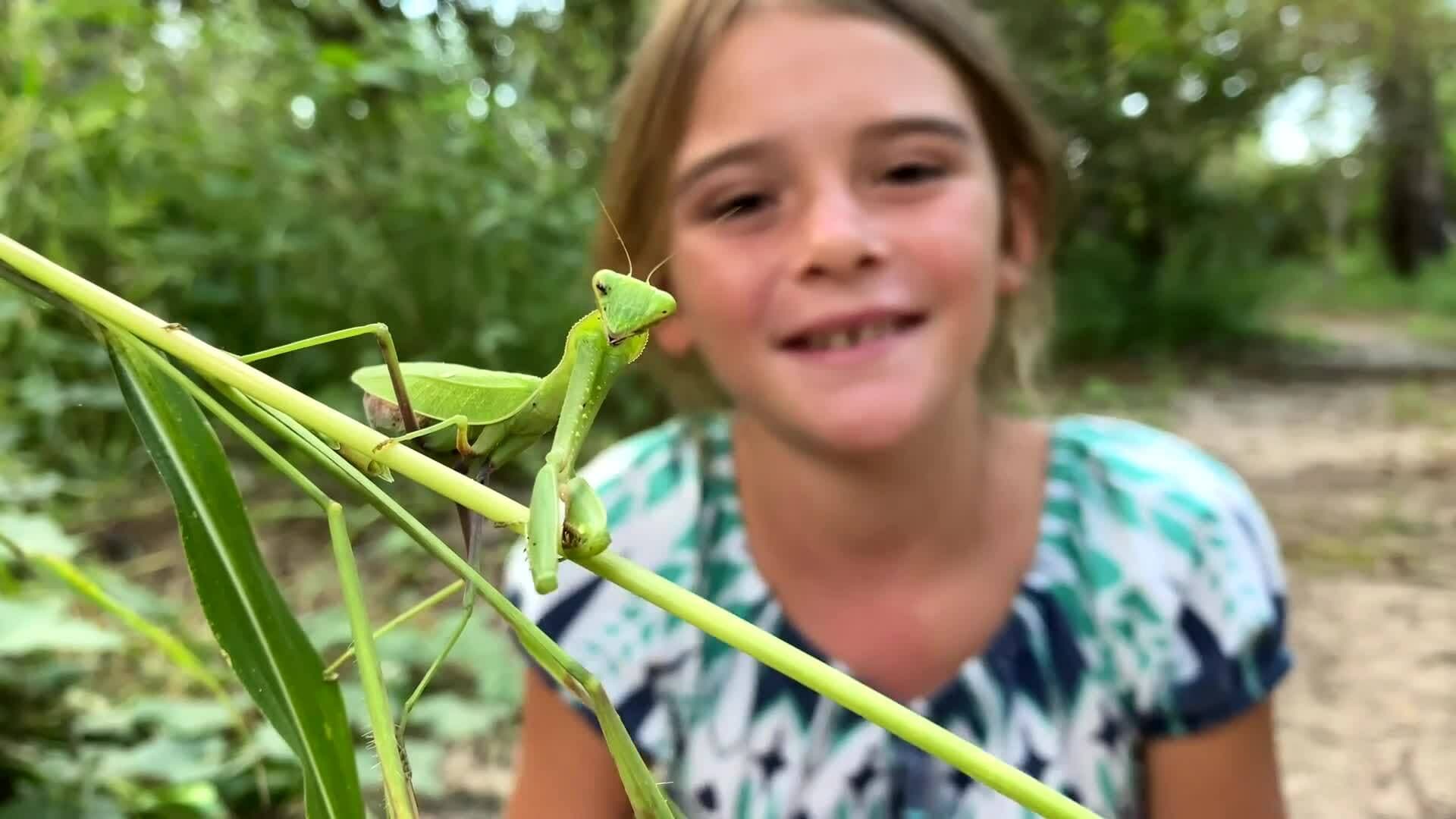 On Safari with Nala - Praying Mantis
