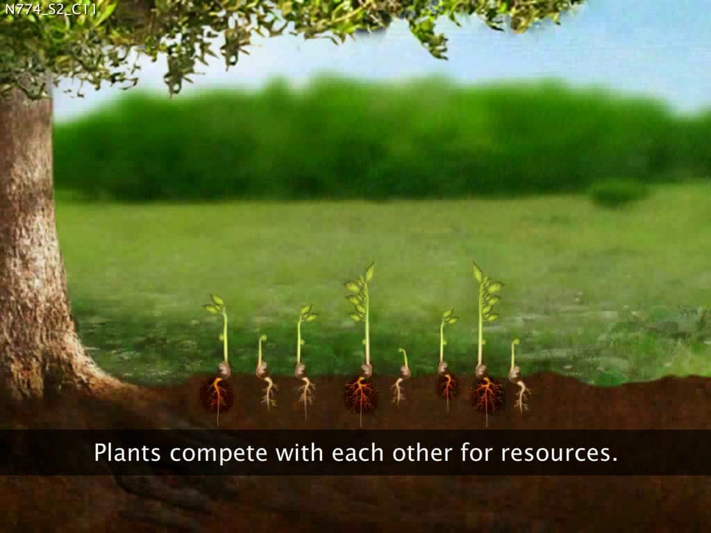 Seed Selection and Sowing