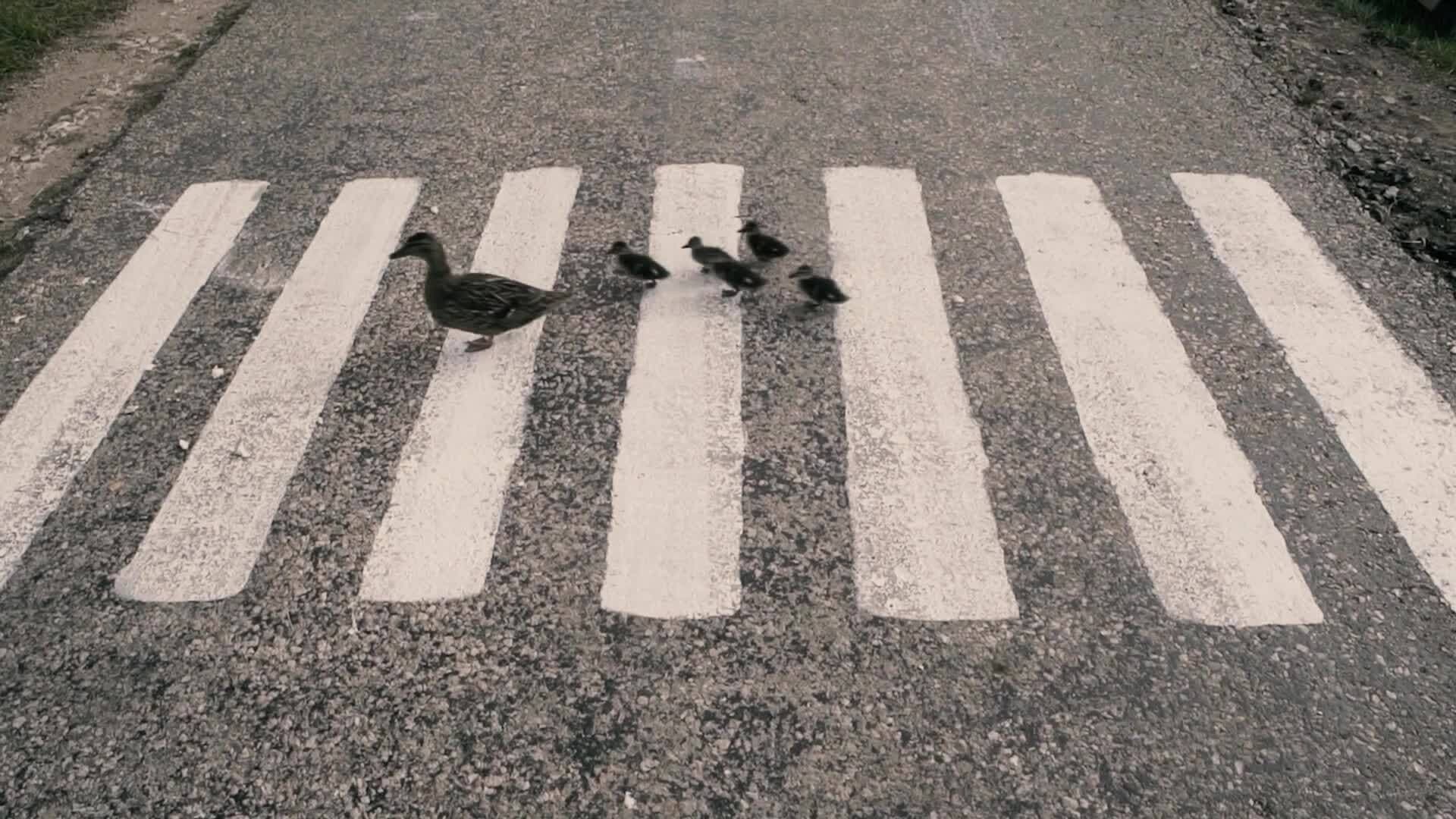 Darwin's Finches: Unraveling the Mysteries of Evolution