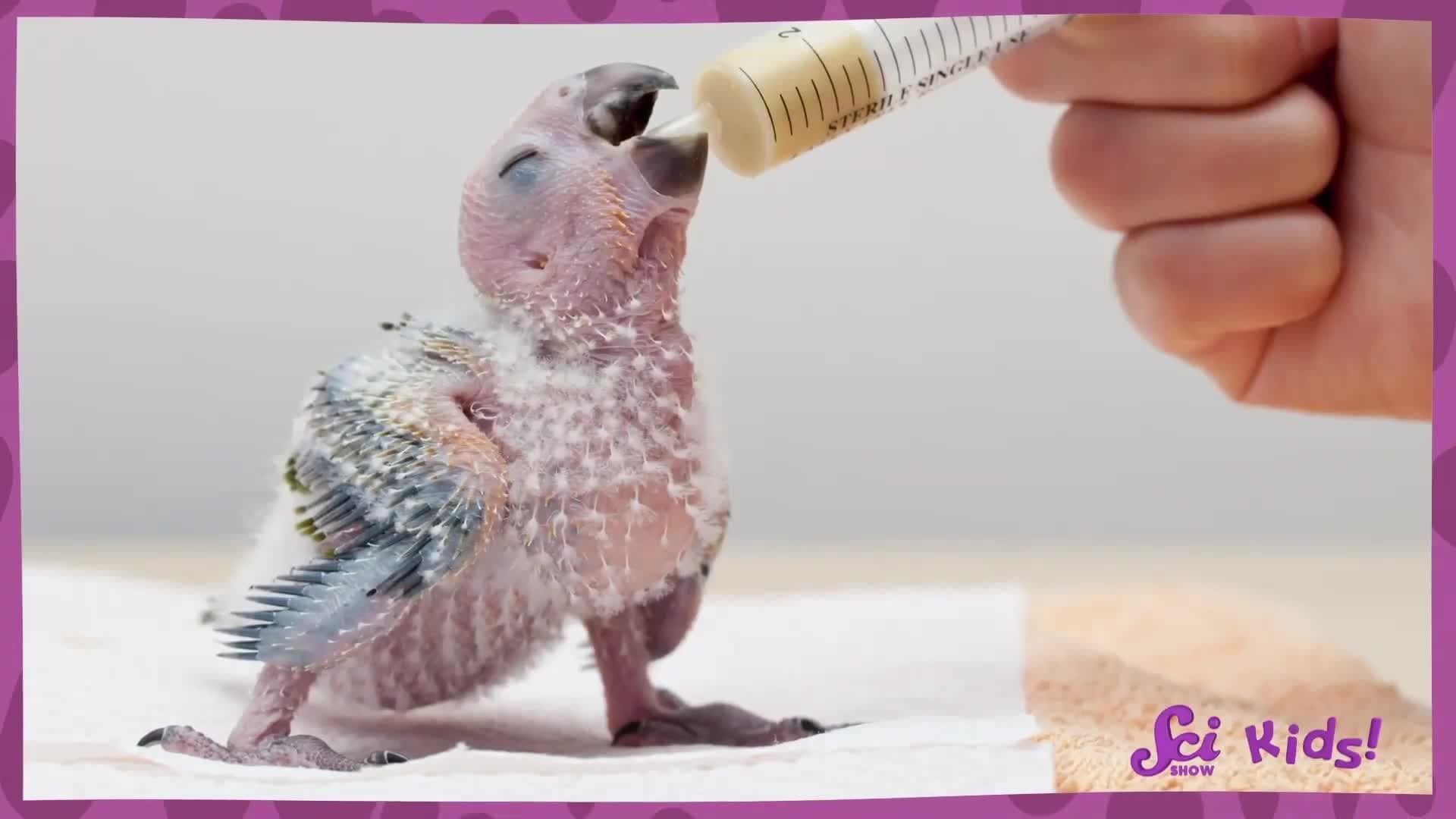 Why Are Flamingos Pink? | The Science of Colors! | SciShow Kids