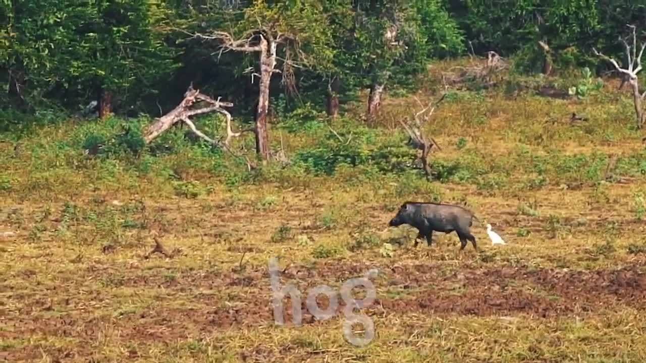 Australian Animals! Our Biggest Video of Animals in Australia for Kids