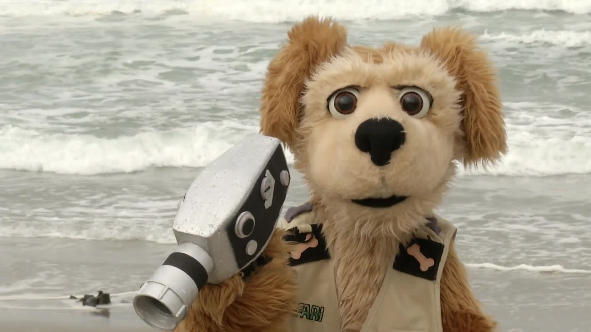 Animal Alphabet: P is for Pelican