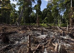 The Amazon rainforest