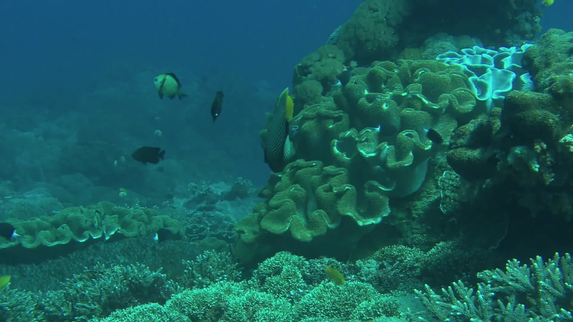 Animal Alphabet: A is for Angelfish