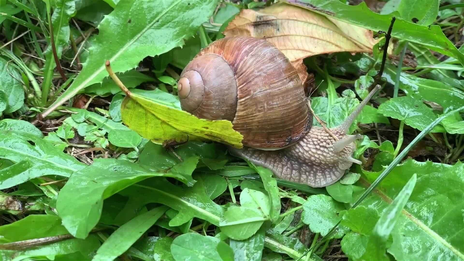 I WONDER - How Do Mollusks Protect Themselves?