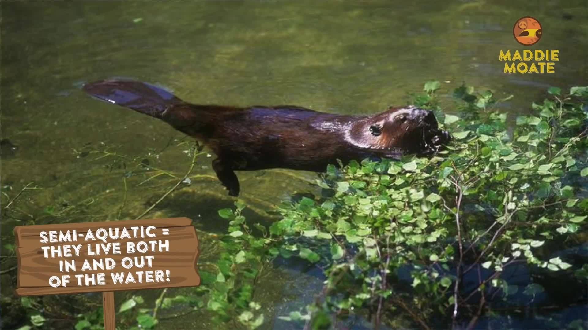 Searching for Beavers! (Part 1)