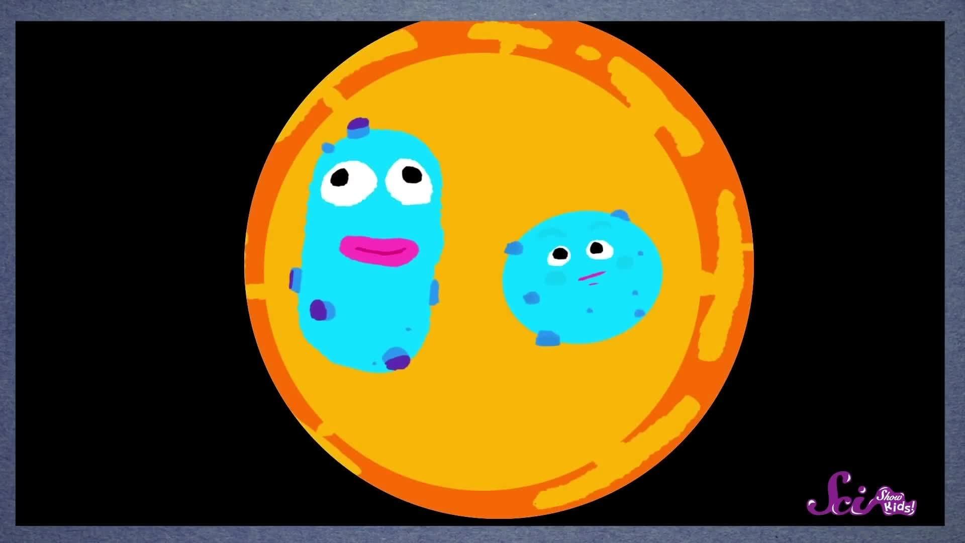 Why Are Wet Dogs Smelly?