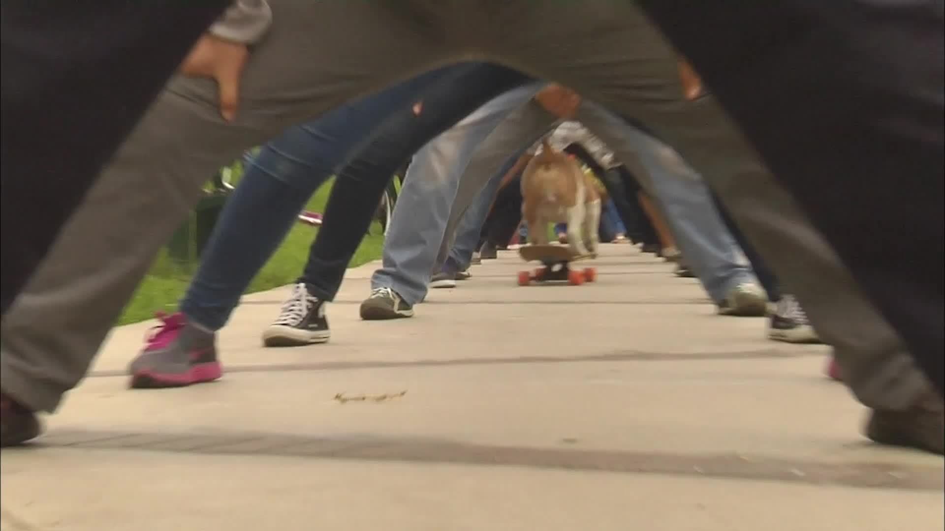 Longest Human Tunnel Travelled through on a Skateboard by a Dog