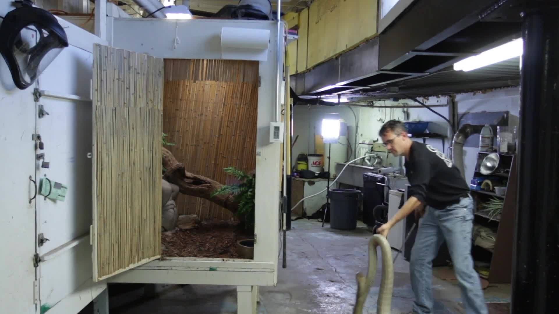 Meet the King Cobra: The Longest Venomous Snake in the World