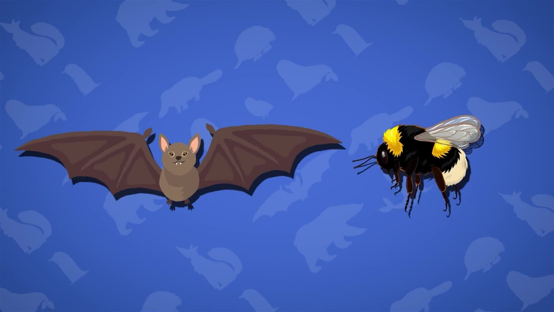 I WONDER - What Is The Smallest Mammal?