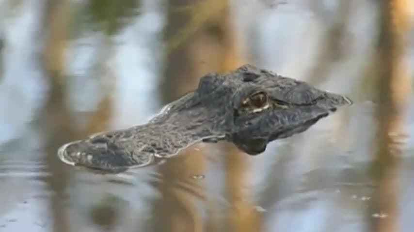 The Everglades Ecosystem: Learn how the everglades came to be