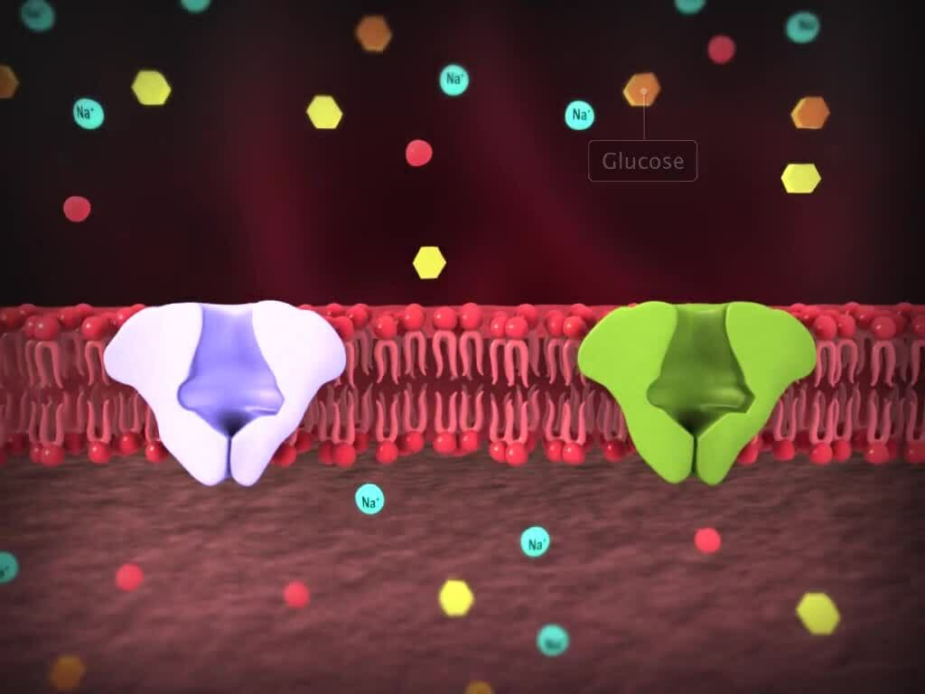 Digestion and Absorption of Food