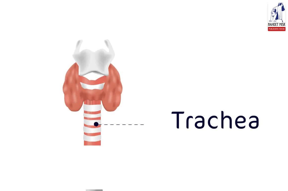 Living Things: Human Respiratory System