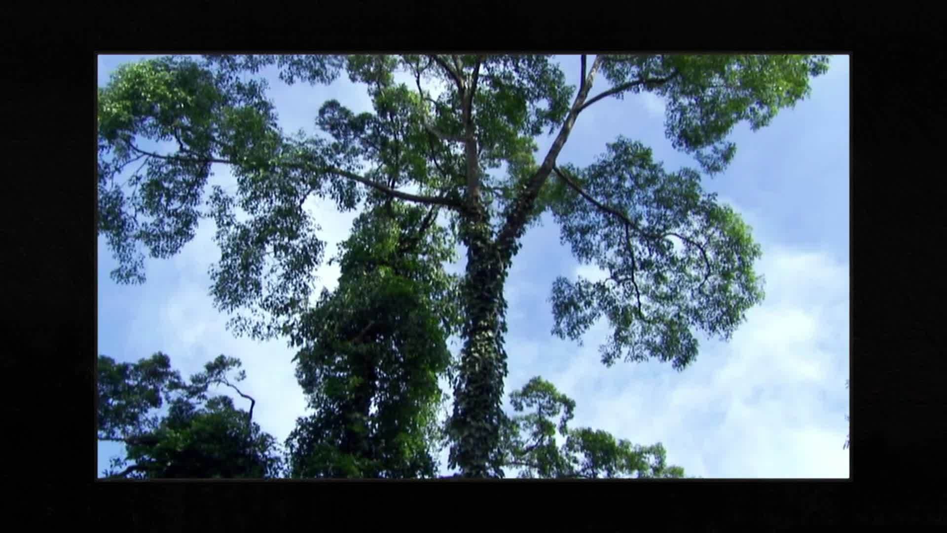 Owl's Fascinating Facts: Gliding Snake