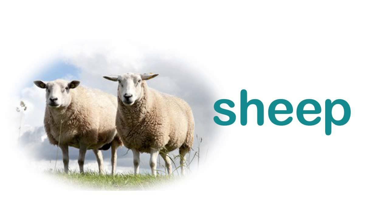 Learning Animal Names with Rhymes