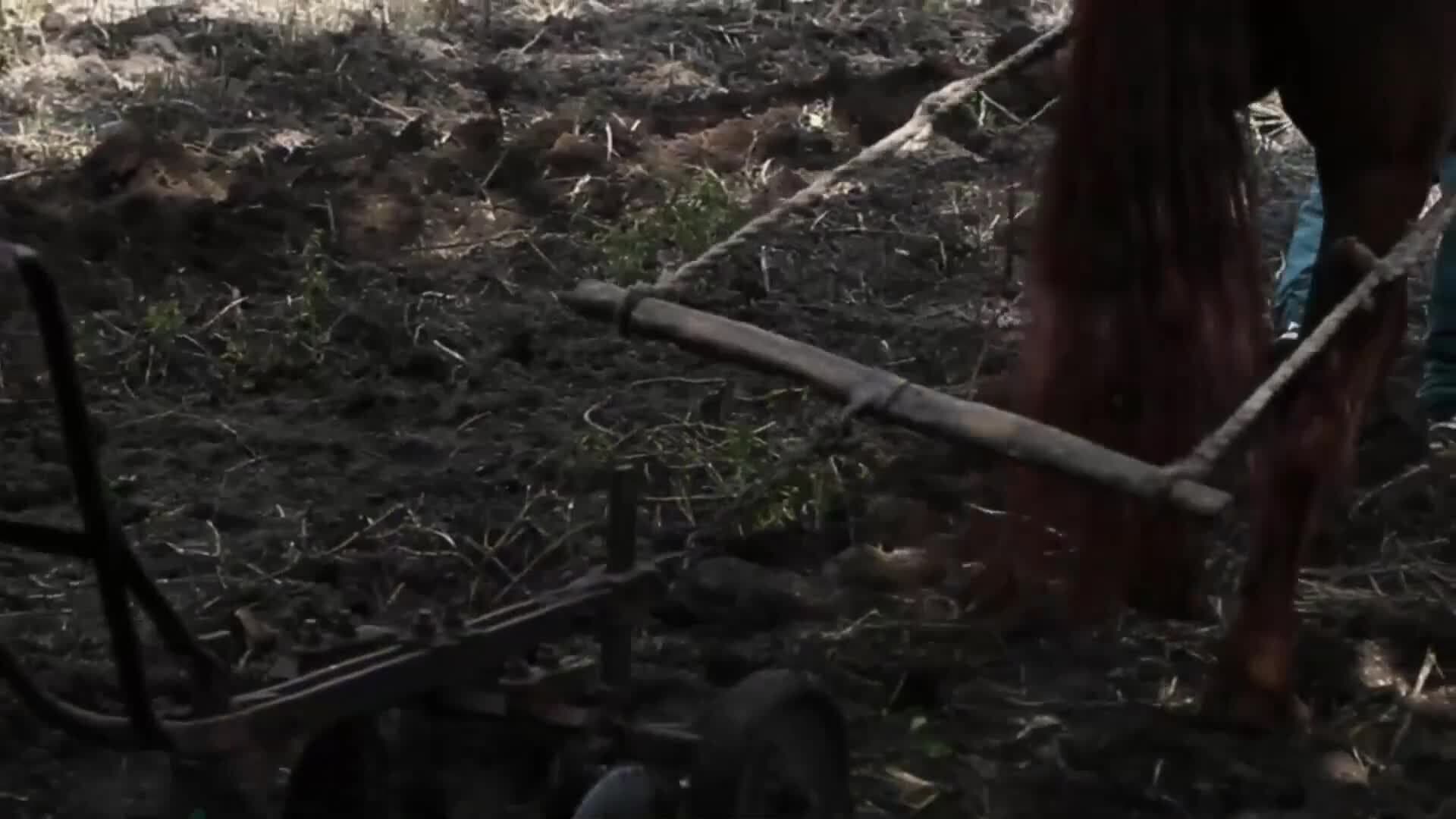 I WONDER - How Did The Bronze Age Change Agriculture?