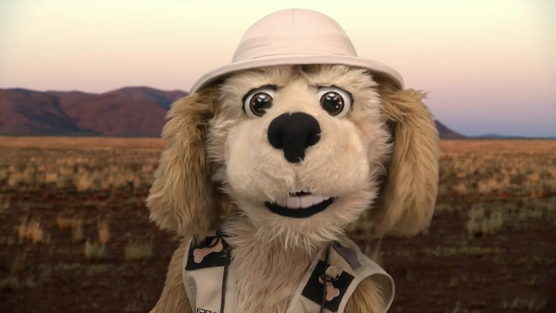 Animal Alphabet: D is for Dingo