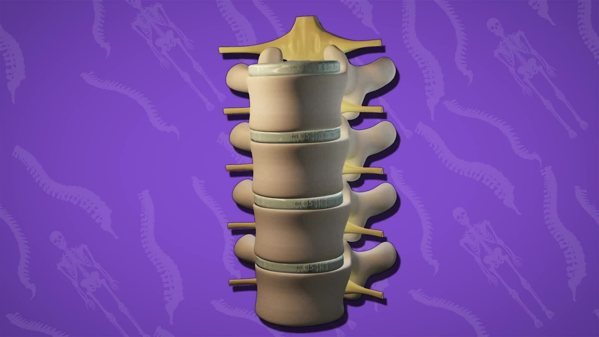 I WONDER - How Does The Spine Move?