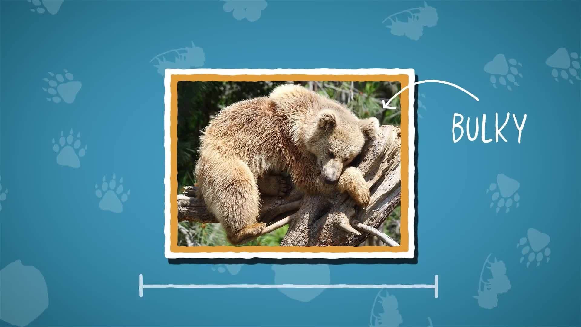 I WONDER - How Fast Can Bears Run?