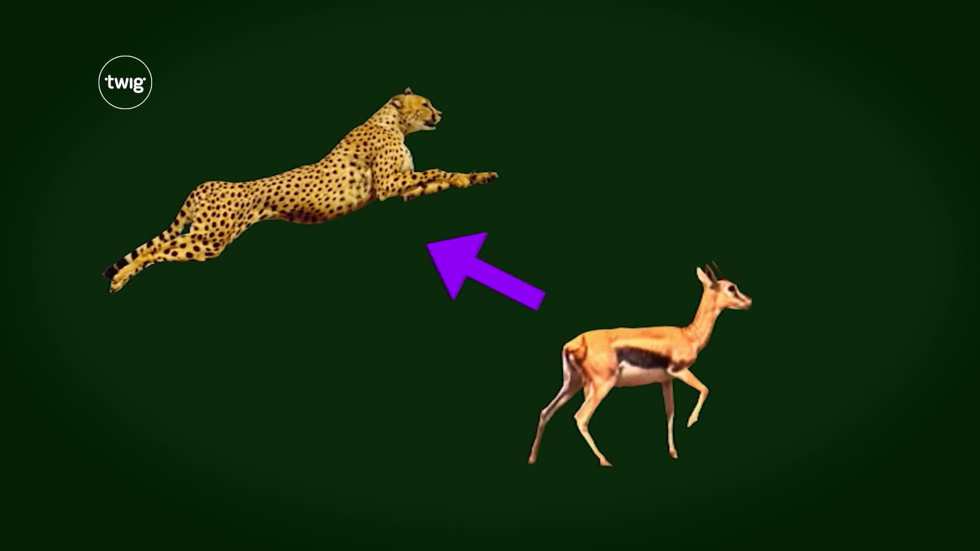 Food Chain - Ecosystem Energy