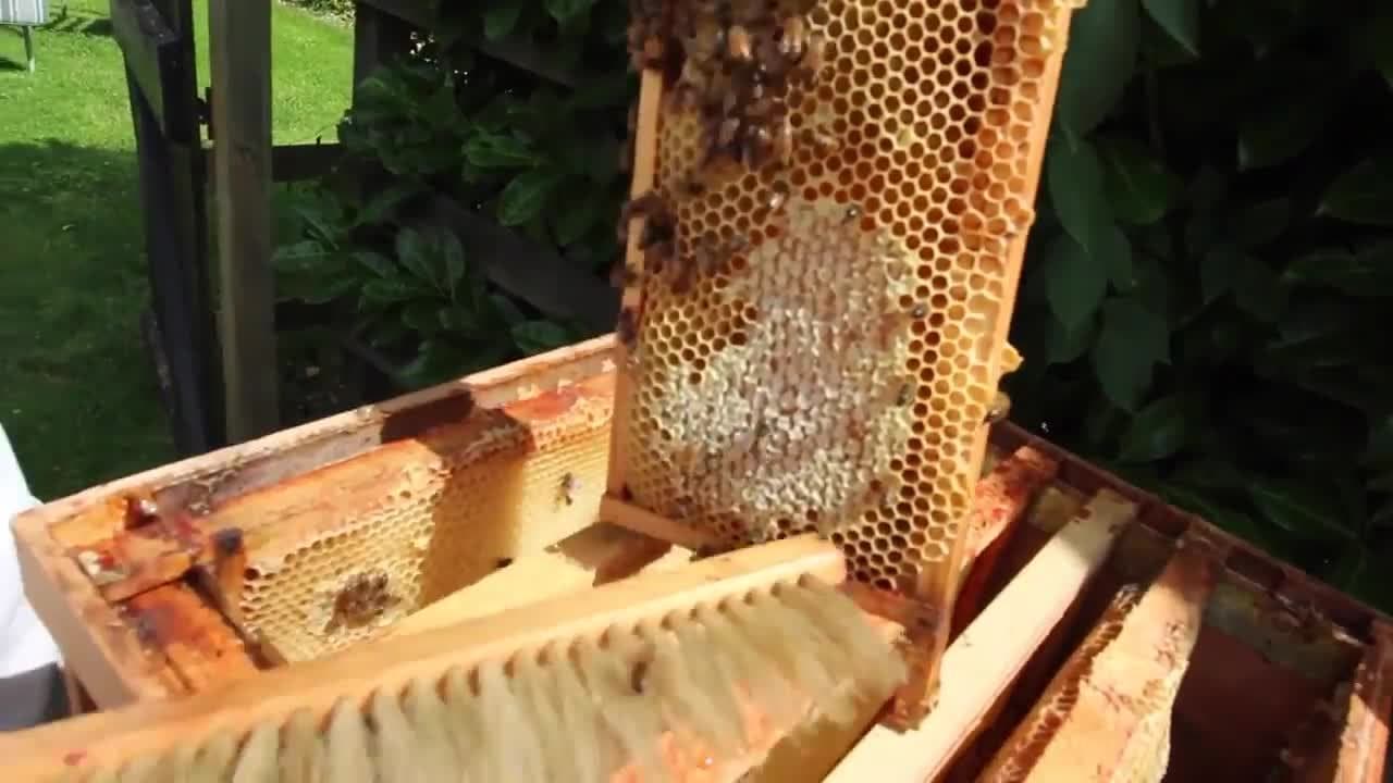 How to Harvest Honey! | Beekeeping with Maddie #12