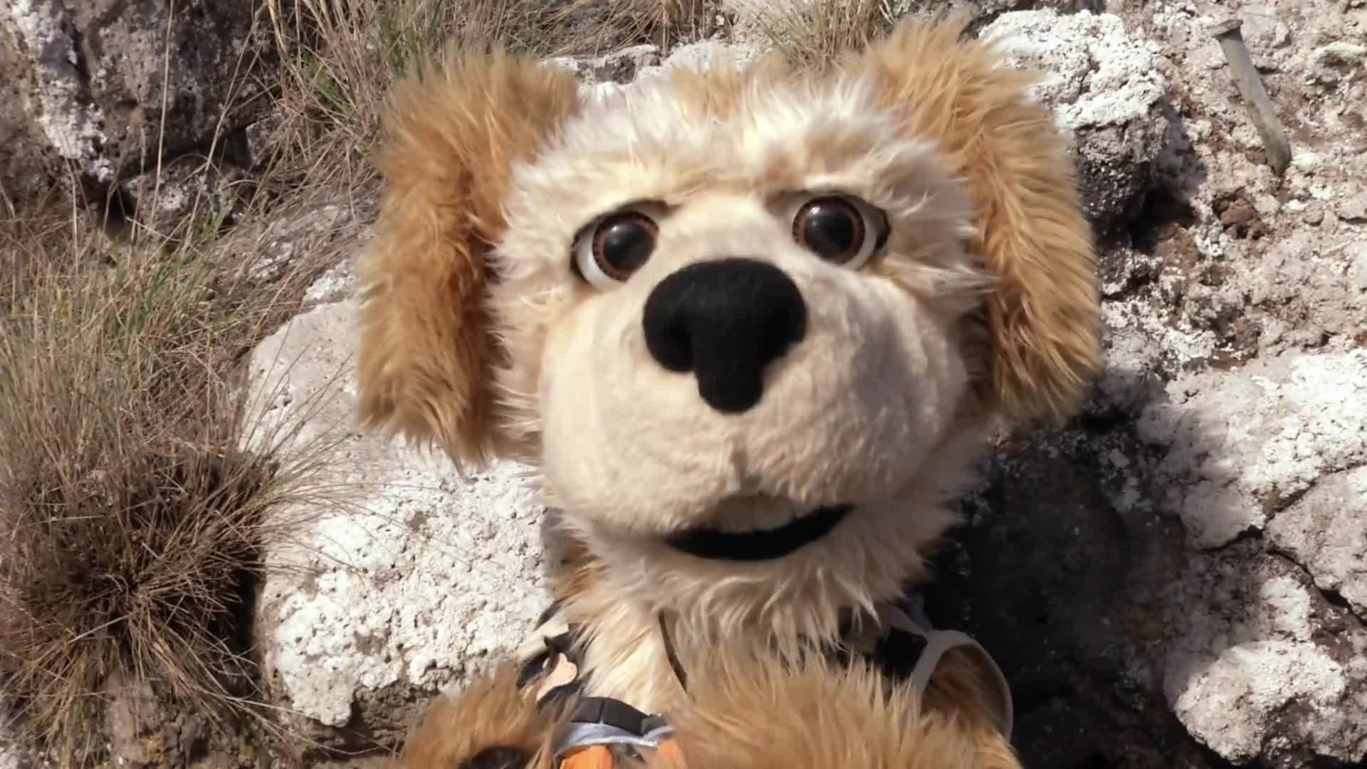 Animal Alphabet: W is for Wolf