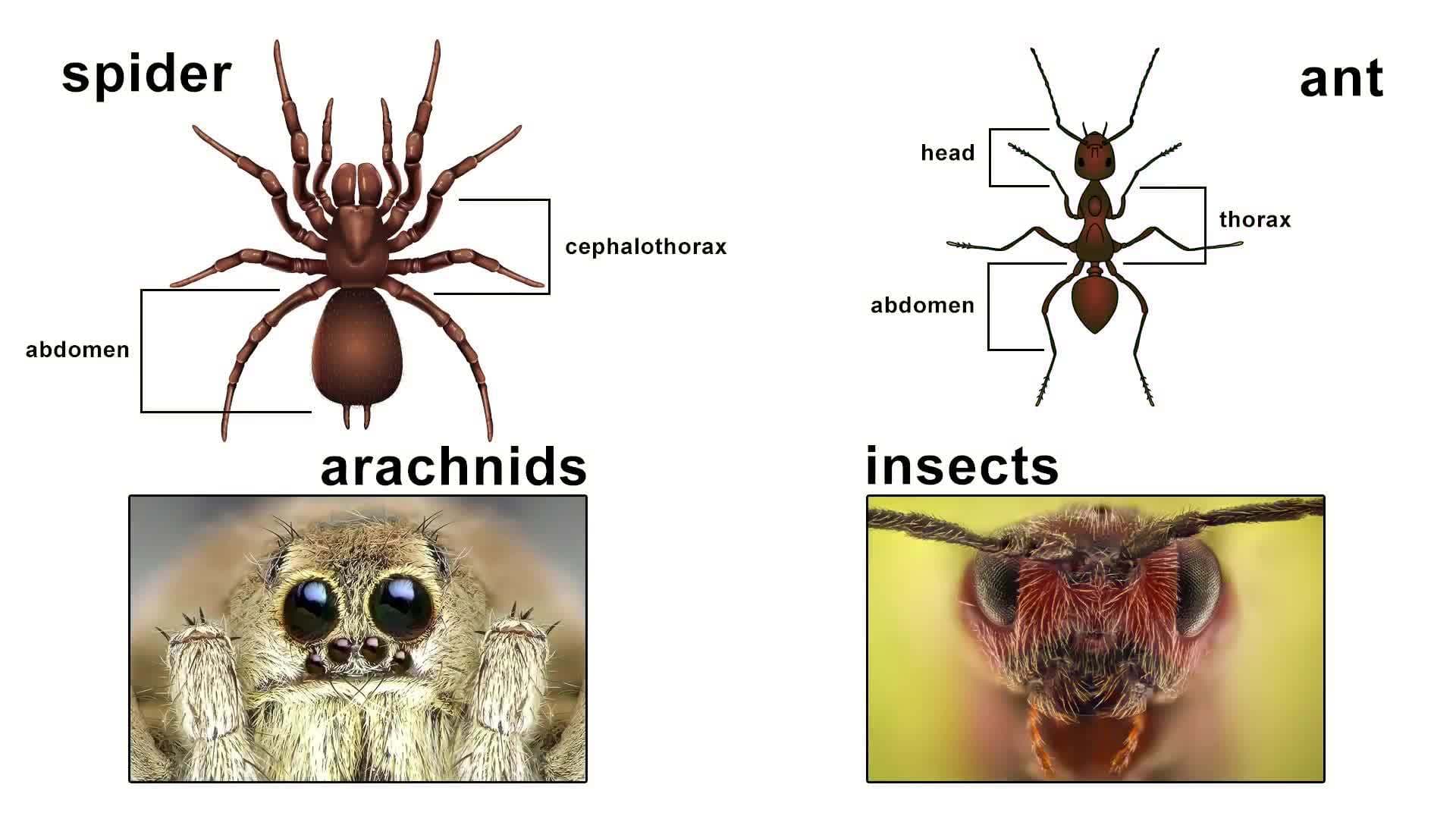 Collaborative Listening and Speaking:  Presenting, Part 1