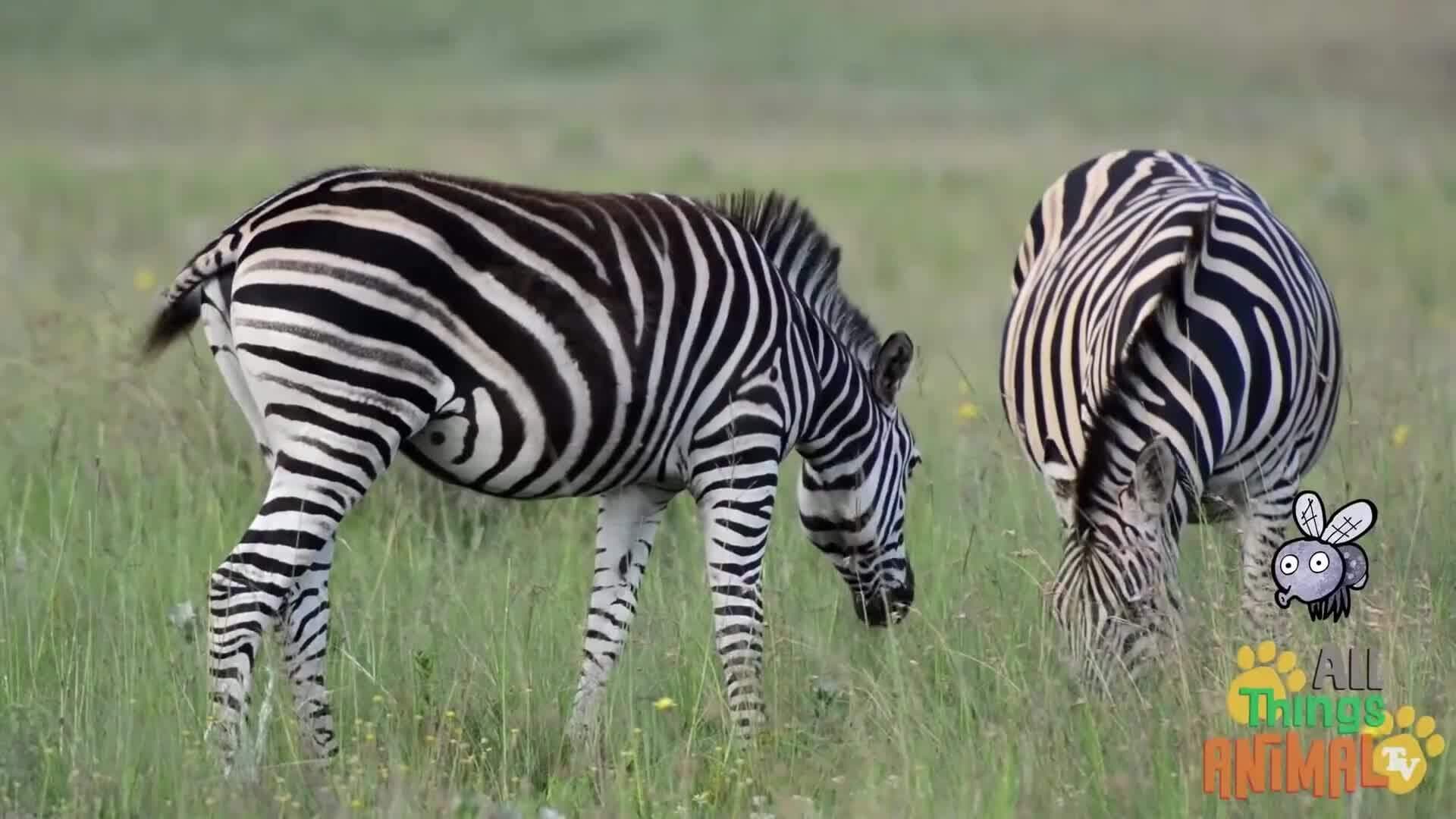 Discovering Zebras: The Striped Wonders of the Animal Kingdom
