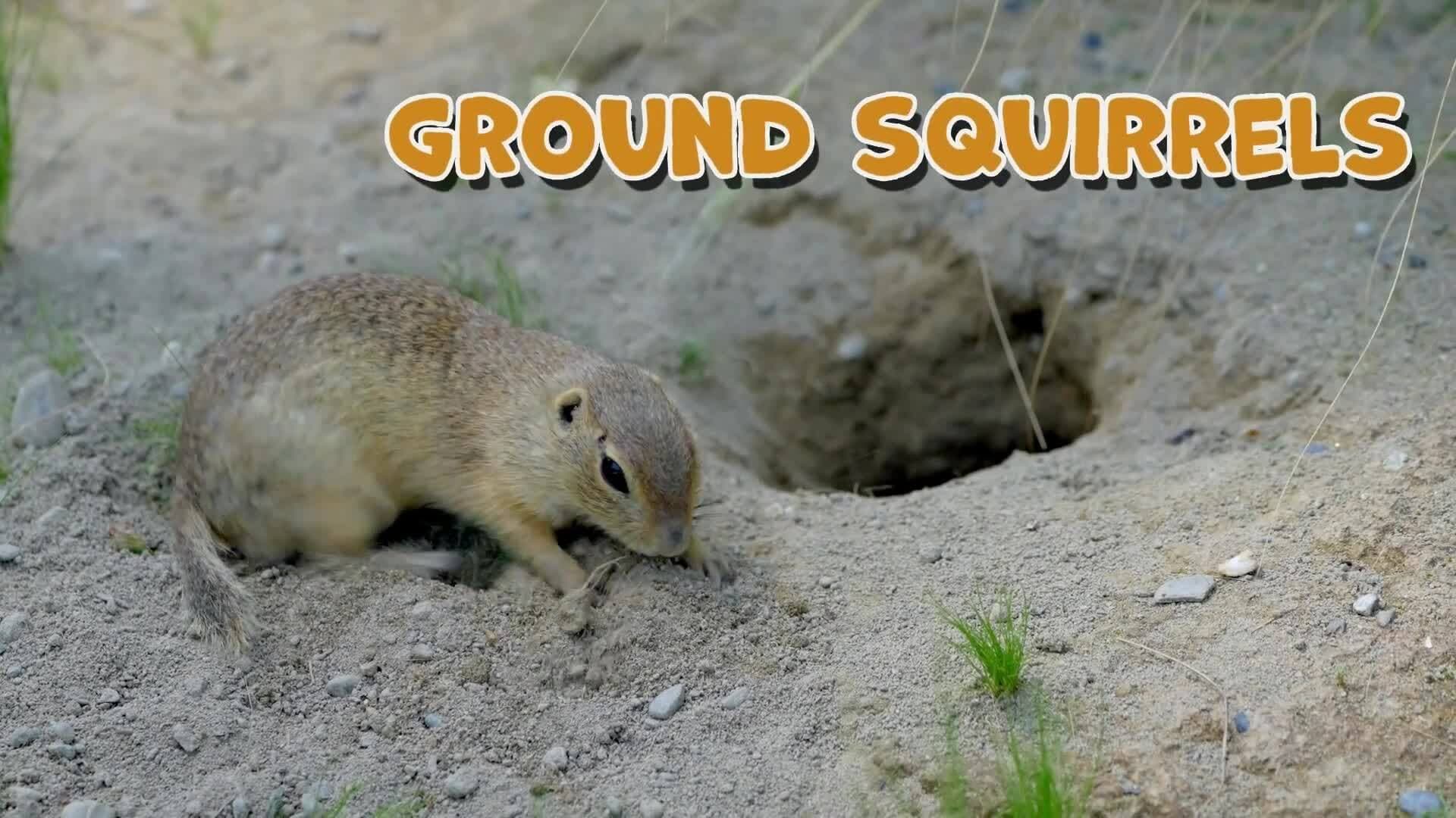 High Five Facts - Squirrels