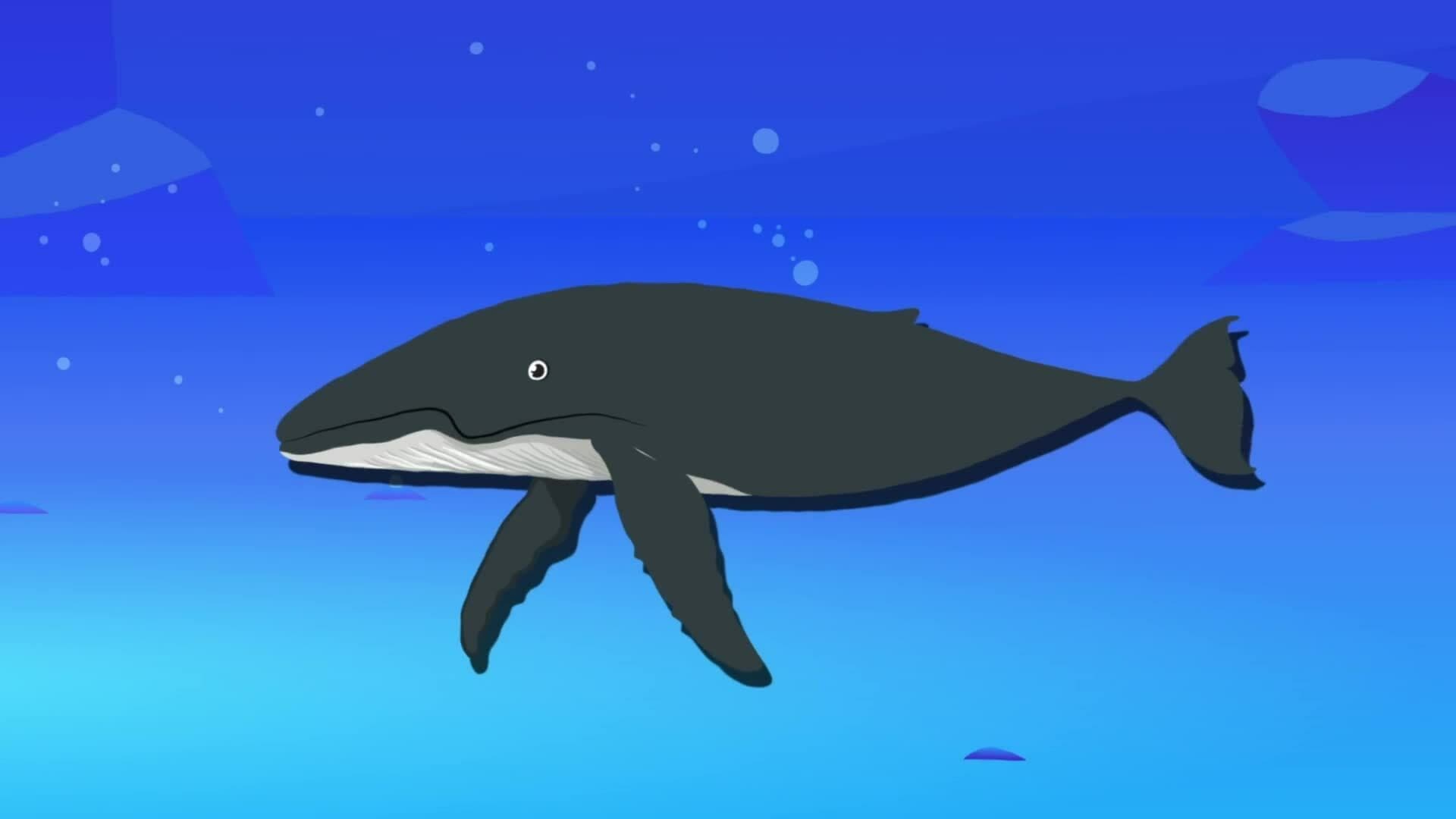 High Five Facts - Biggest Animals