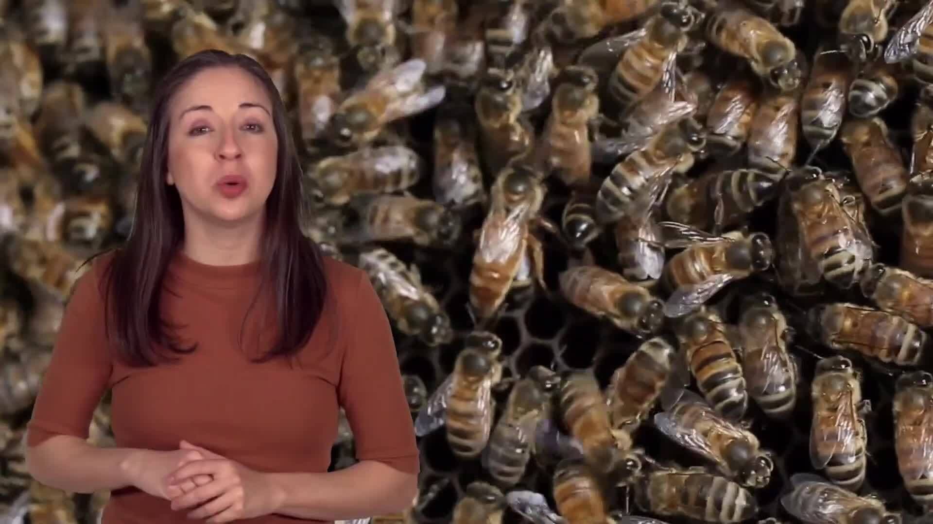 Inside the Beehive: A Complex Society