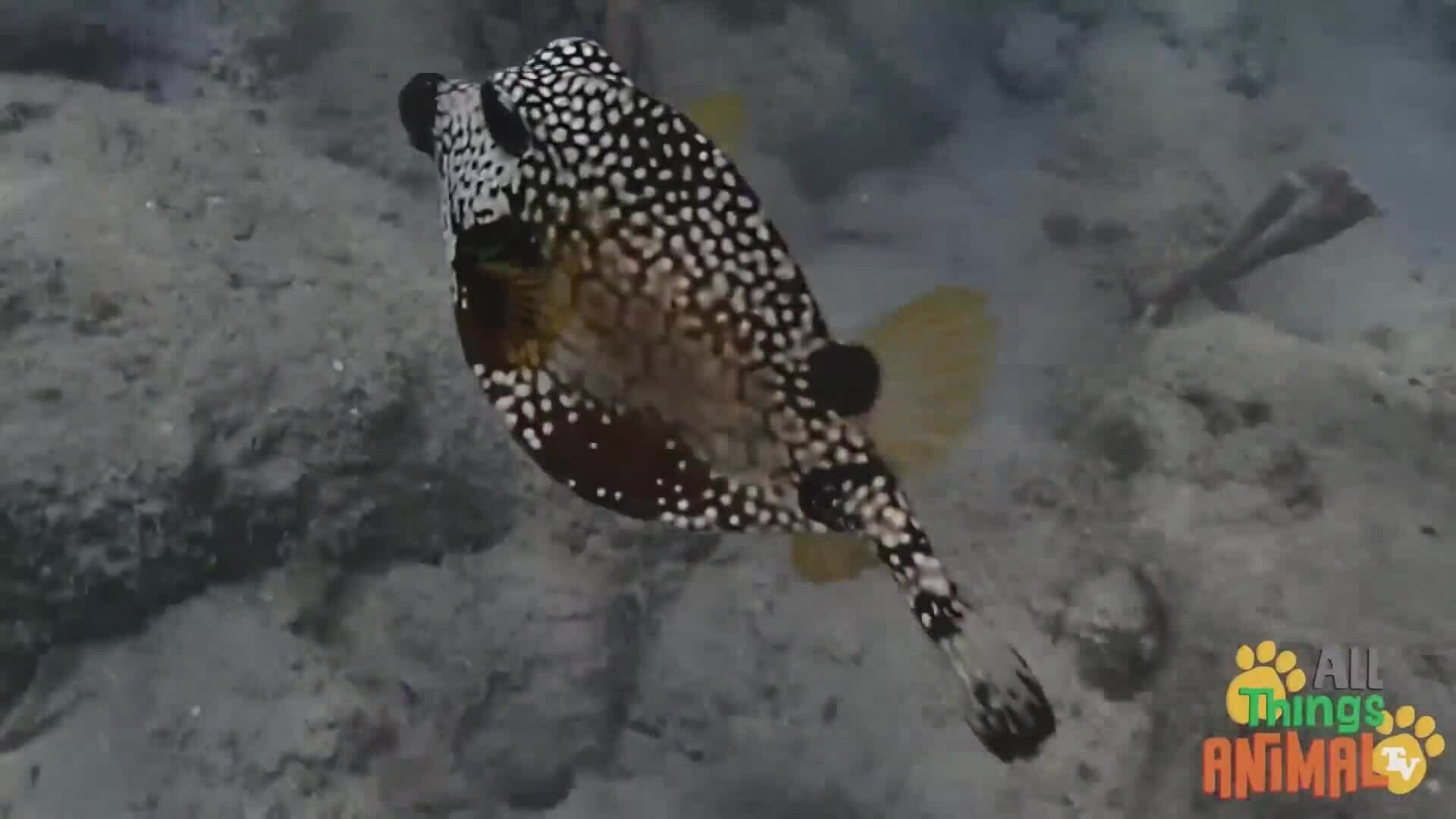 Exploring the Underwater World: A Dive into the Lives of Fish