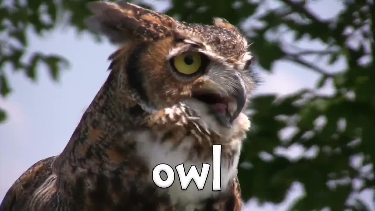 Spooky Animals!  Fun Halloween Animal Video for Kids