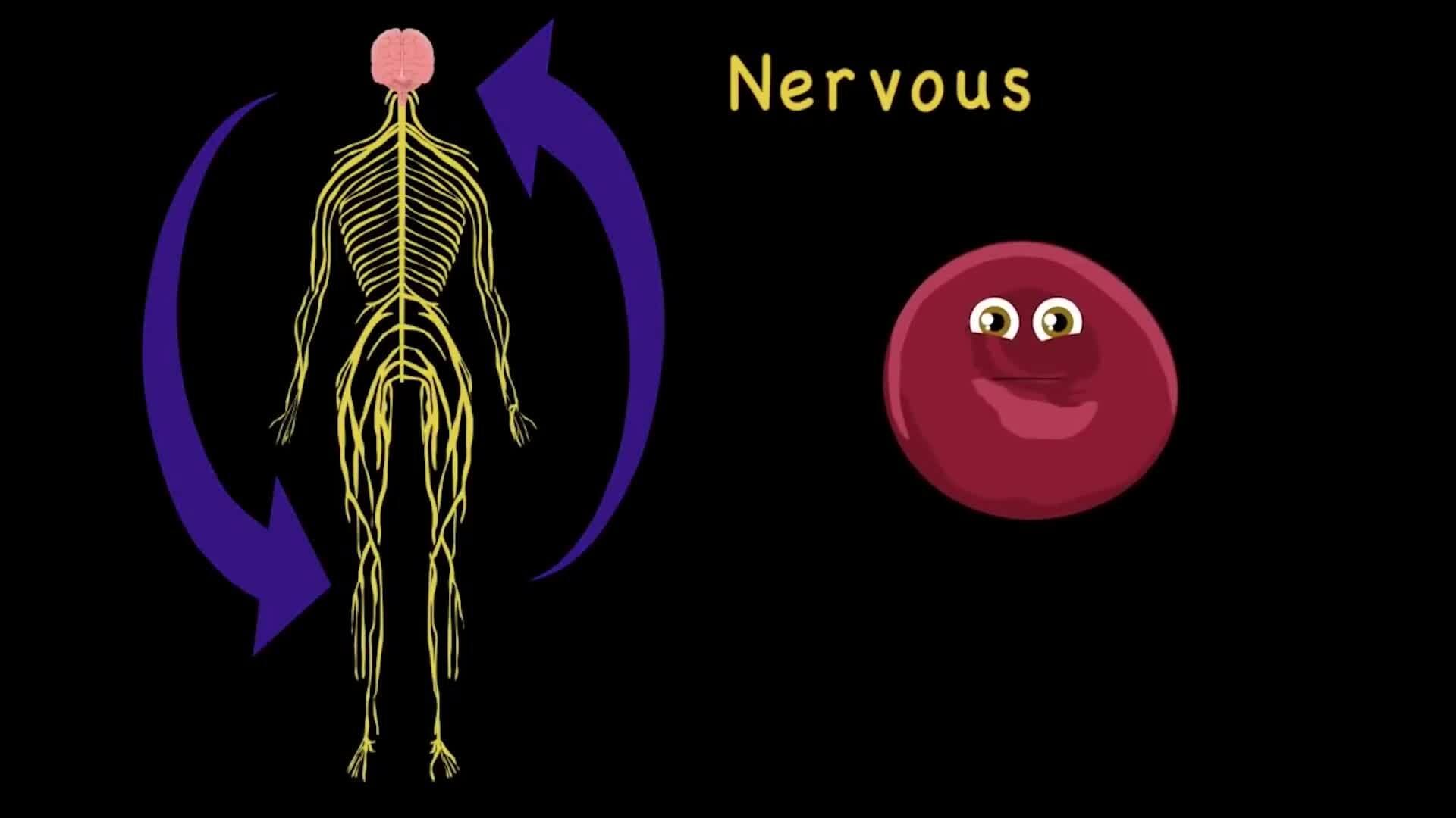 Human Body /Human Body Systems/Human Anatomy