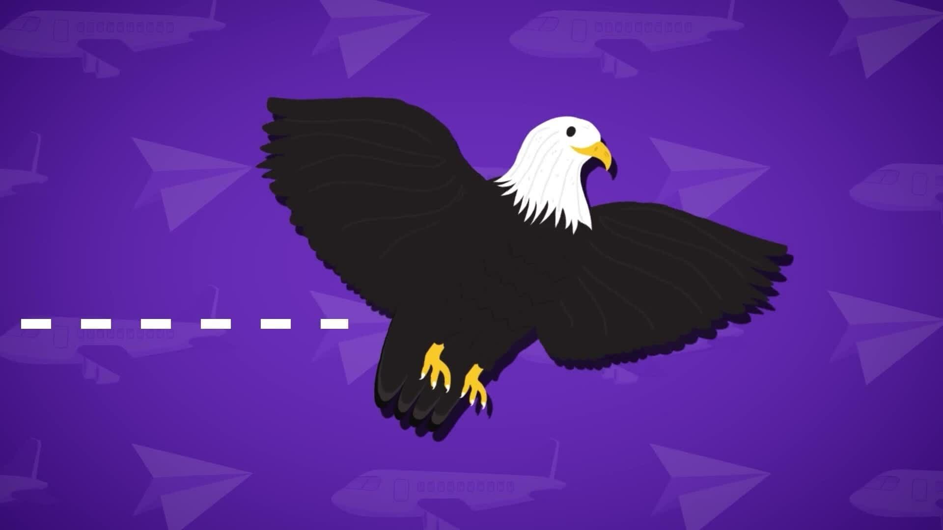 I WONDER - Are Birds Aerodynamic?