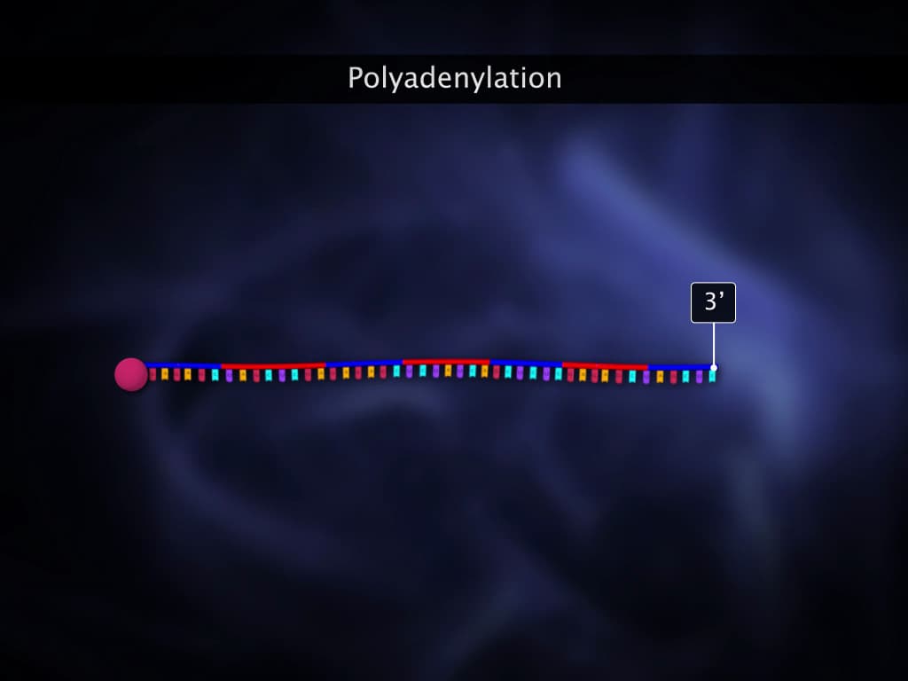 Transcription in Eukaryotes