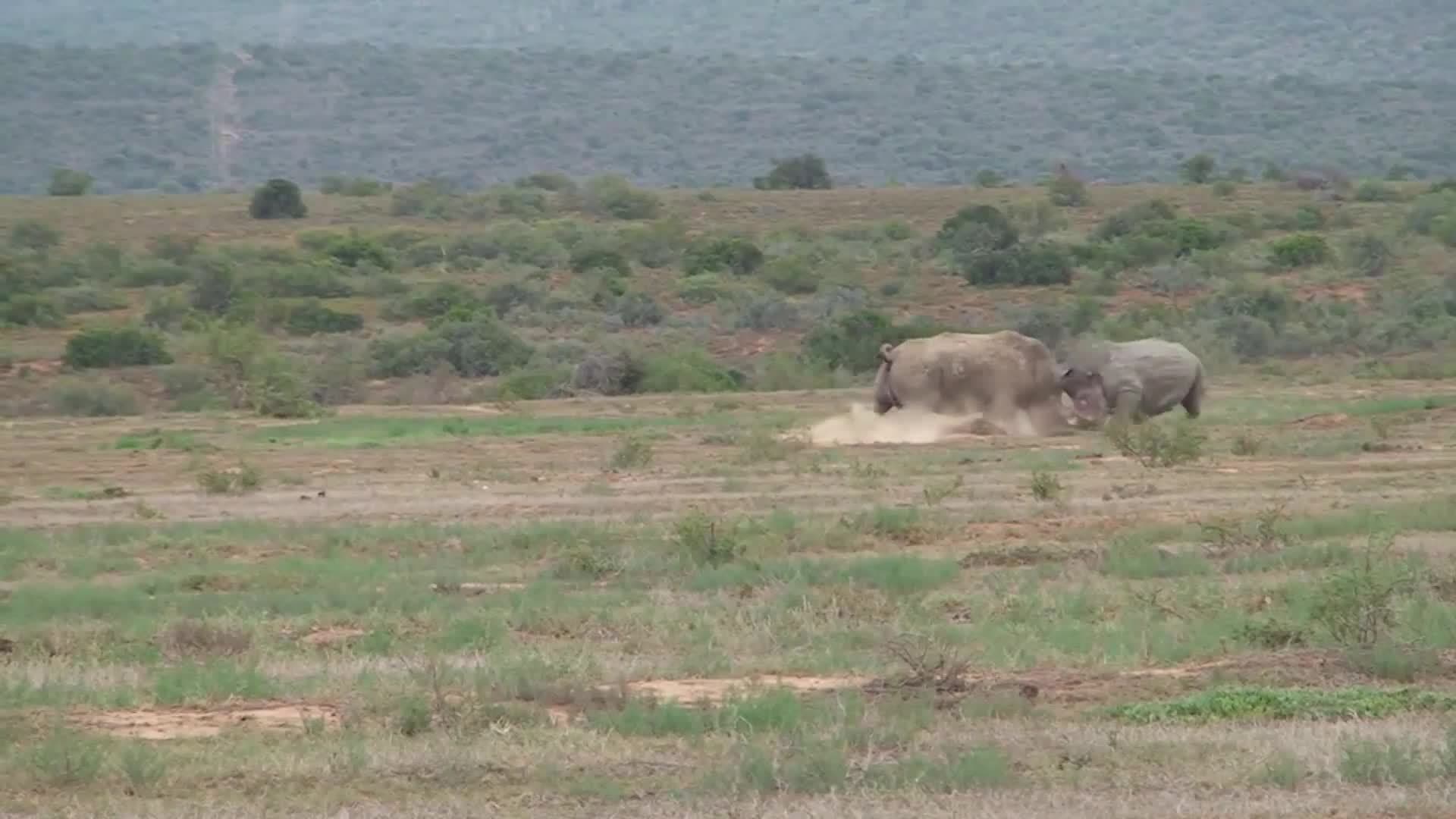 Introduction to the Rhinocerous in Spanish