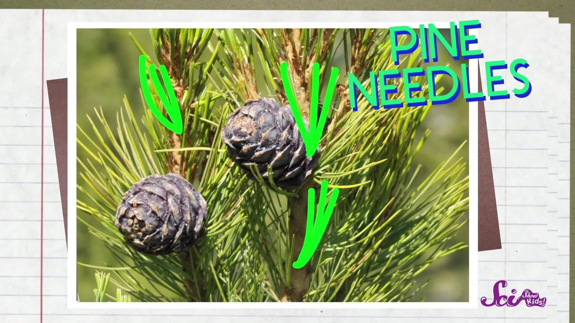 Guess That Tree! Science for Kids