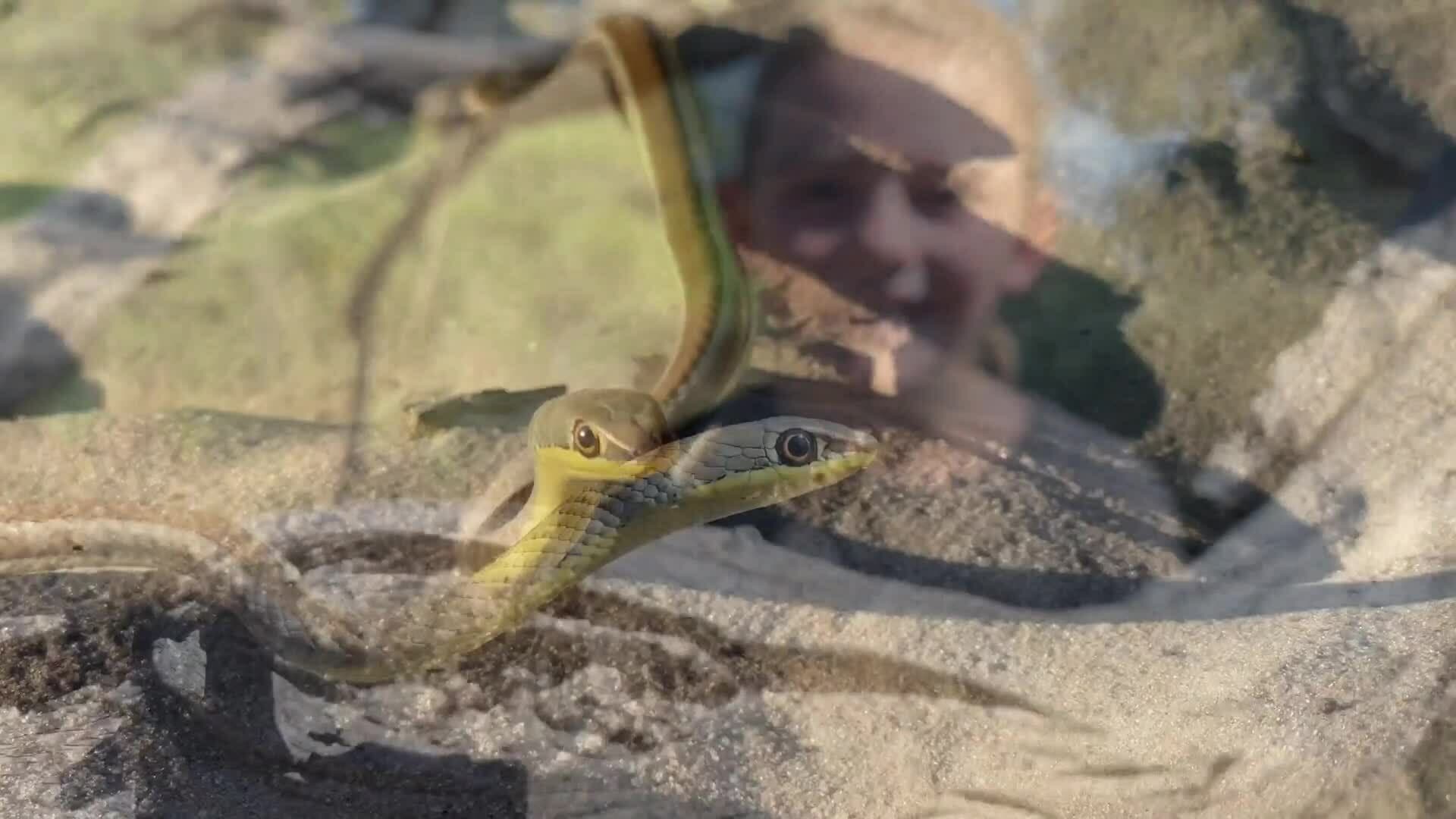 On Safari With Nala - Yellow Bellied Sand Snake
