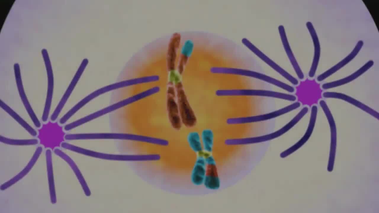 Reproduction and Species Continuity: Cell Division in the Fifth Phase of Meiosis