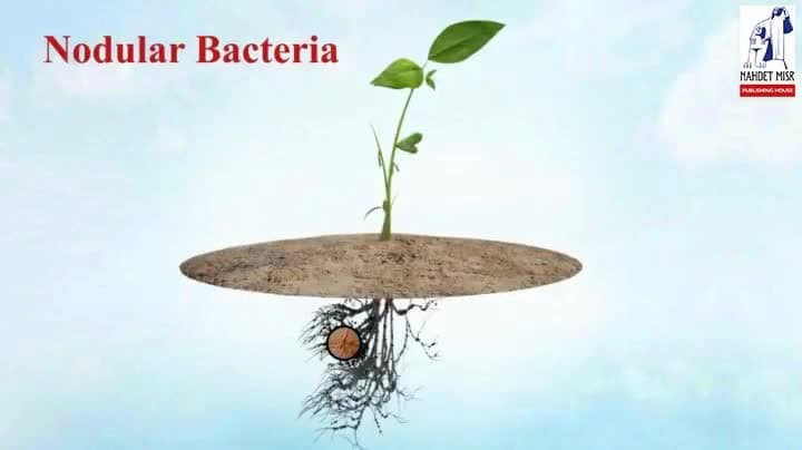 The mutualism relationship between nodular bacteria and leguminous plant
