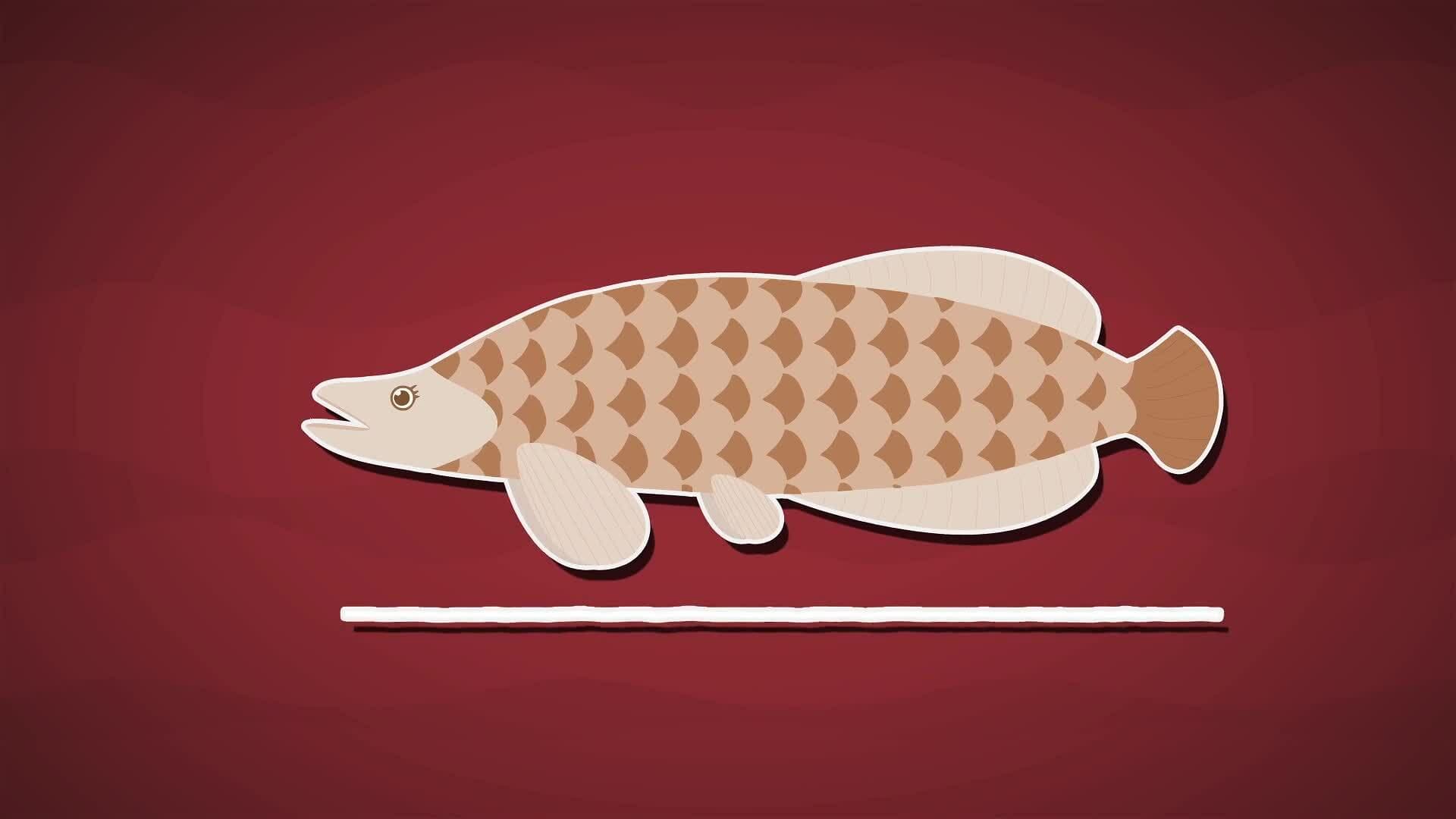 I WONDER - What Fish Live In The Amazon River?