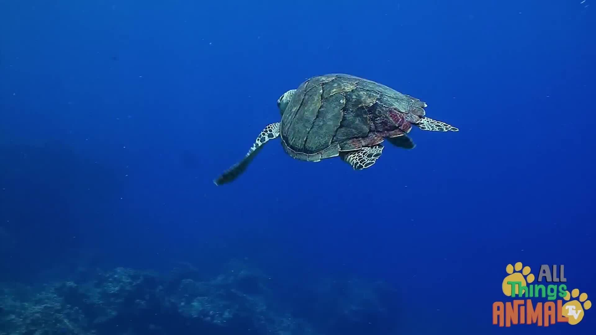 Discovering the World of Sea Turtles