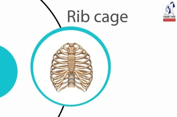 Summary / Human locomotory system