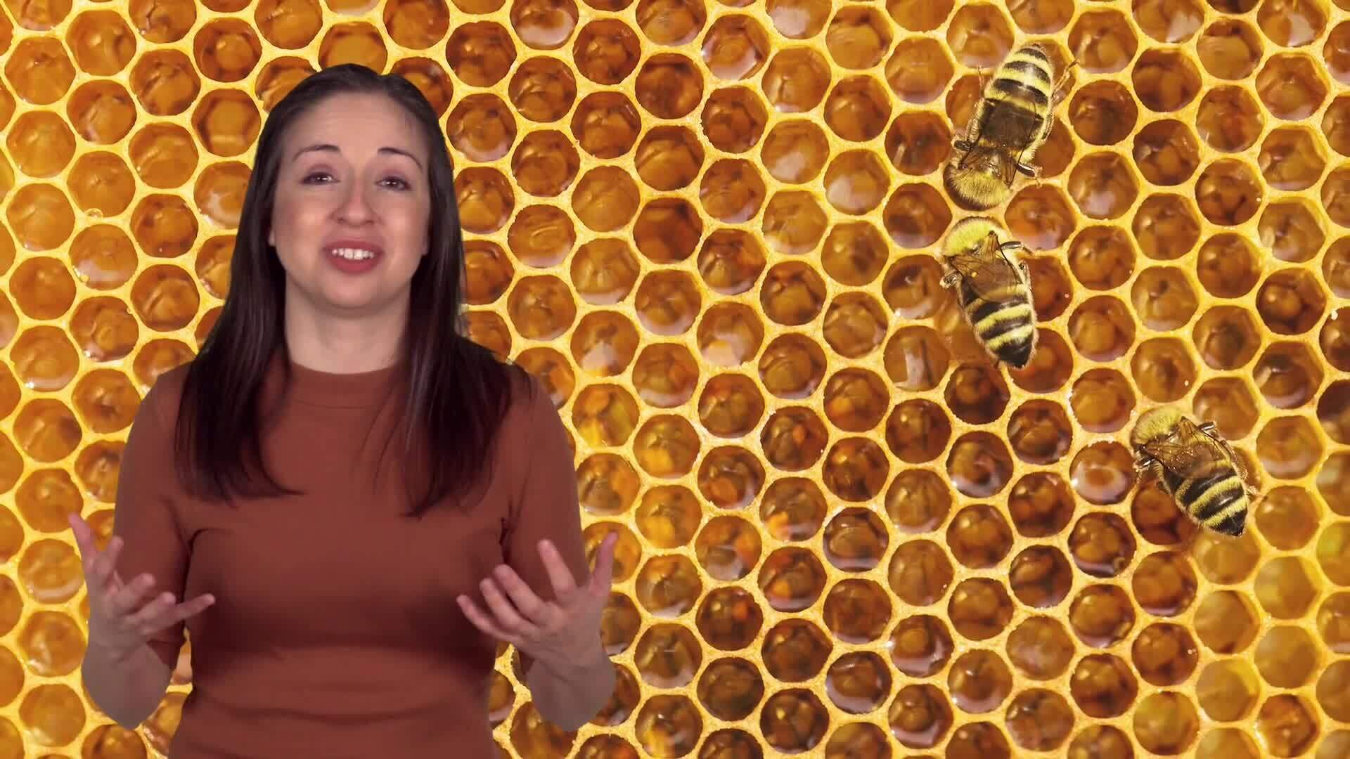 The Sweet Art of Honey Making: Inside the Hive