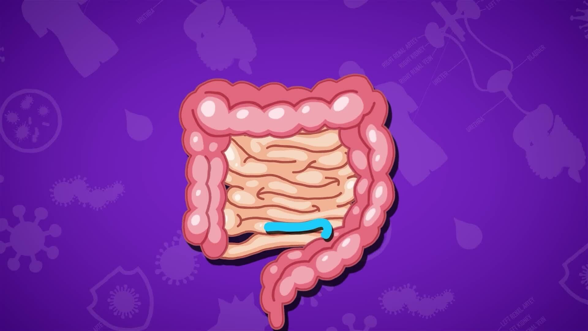 I WONDER - What Do The Large Intestines Do?