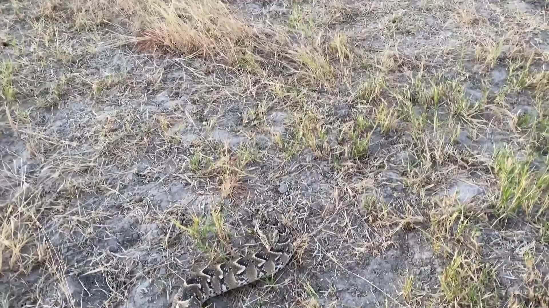 On Safari with Nala - Puff Adder