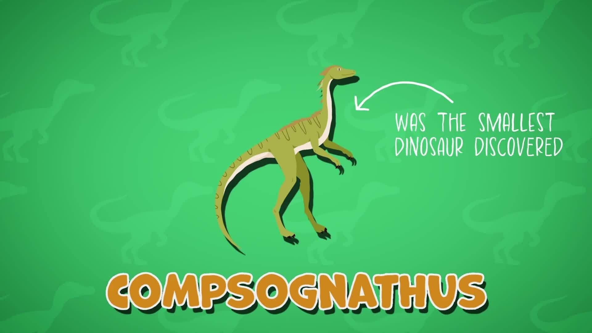 I WONDER - How Big Was The Compsognathus?